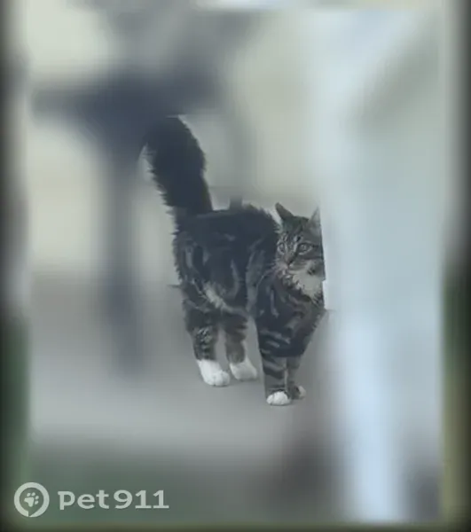 Lost cat, male, Lockwood Road, 2305, Tuckahoe, Richmond - photo