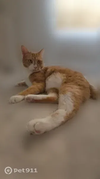 Lost cat, Turquoise Avenue Northeast, 13101, Albuquerque, Arlington — 15-pound orange-and-white tabby - photo