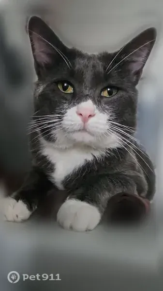 Lost male cat, Jenness Street, Lynn, Hampton — gray and white with a pink nose - photo