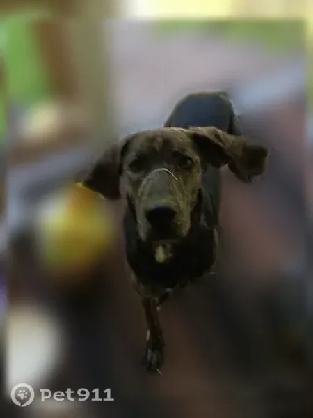 Lost male dog, Dickenson Highway, 26100, Haysi — brindle Plott with a black Harley-Davidson collar - photo
