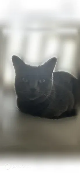 Lost female cat, Spruce Court, 10336, Parker — slate gray and friendly - photo