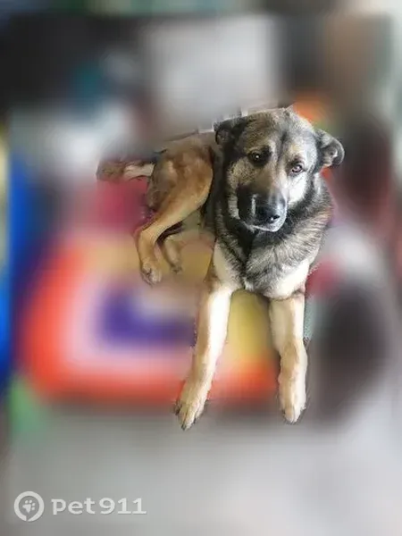 Lost dog, East Broadway Boulevard, 3131, Tucson — brown with floppy black ears - photo