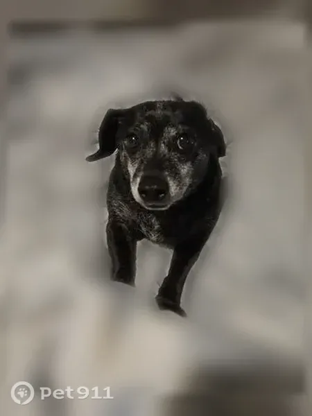 Lost Dog, Southton Basin, San Antonio — female senior Chiweenie - photo