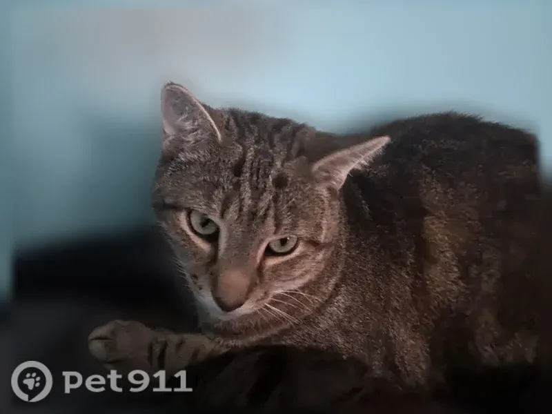 Lost cat, State Street, 2001, Lafayette — male gray tabby - photo