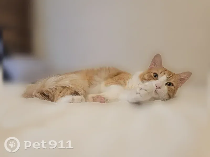 Lost male cat, West Denton Avenue, 12413, Litchfield Park, Phoenix — orange and white tabby - photo