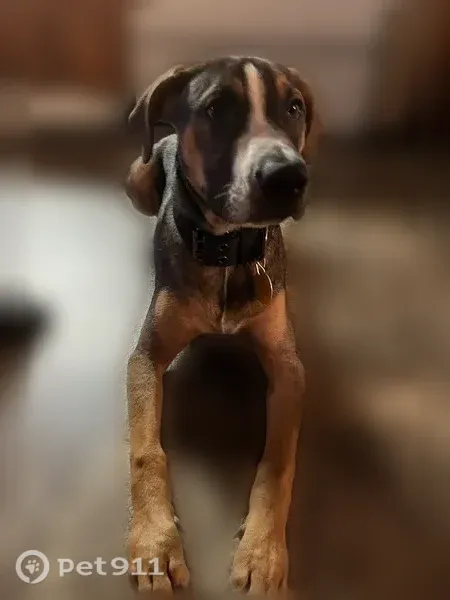 Lost male dog, Redco Drive, 11000, Marion, Marion — wearing a Bears shirt and collar - photo
