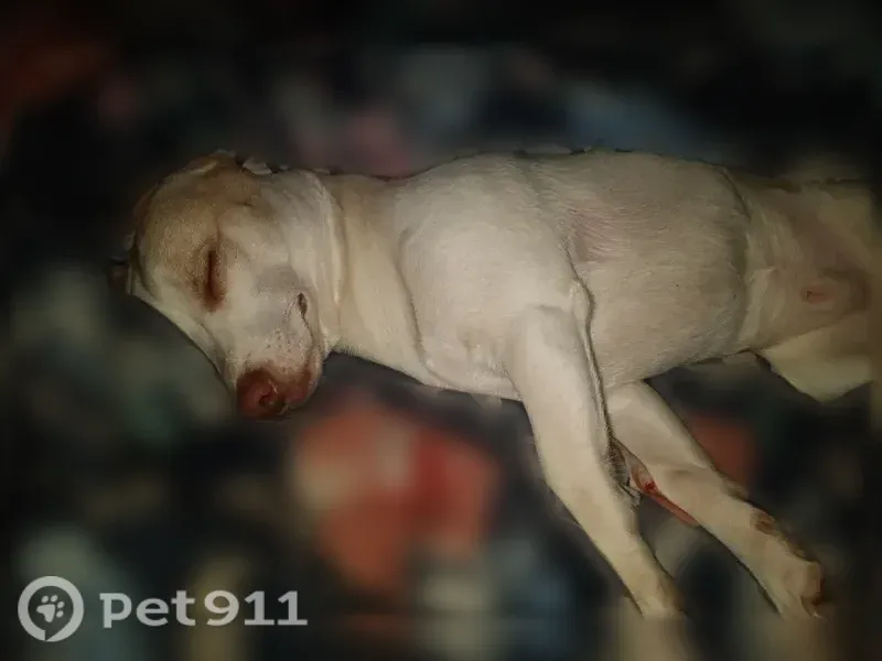 Lost dog, West Ogden Avenue, 1797, Benton Charter Township, Benton Harbor — male, white with brown patches - photo