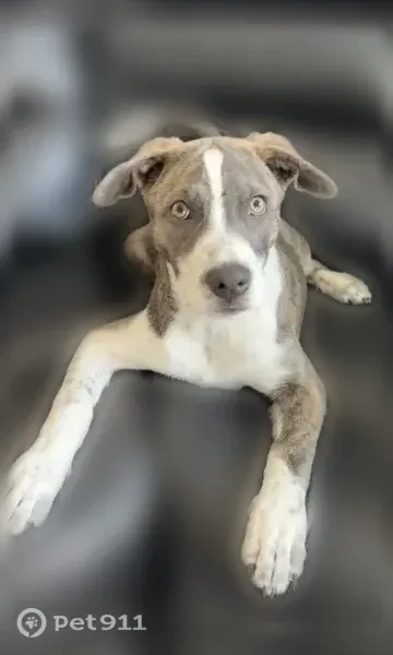 Lost female dog, Maple Trace, 940, Odenville, Birmingham — gray and white, very friendly - photo