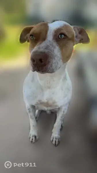 Lost dog, male, Winns Mill Road, 2561, Royston, Alpharetta — missing from the yard - photo