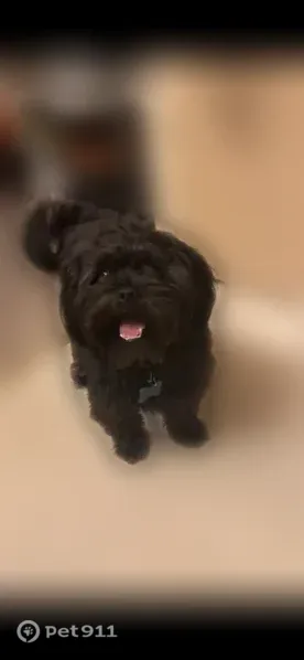 Lost dog, Brooks Street, 3301, Tupelo — male, black with gray spots - photo