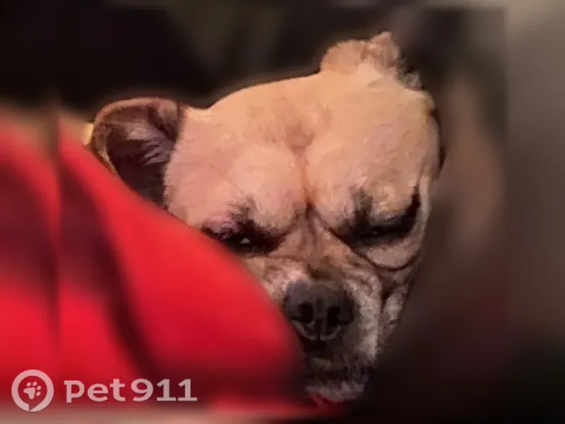 Lost Dog, North 40th Street, 17648, Phoenix — Male Pug Mix - photo