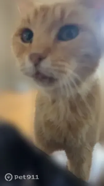 Lost cat, Thayer Street, Plymouth, Columbia City — orange tabby, male - photo