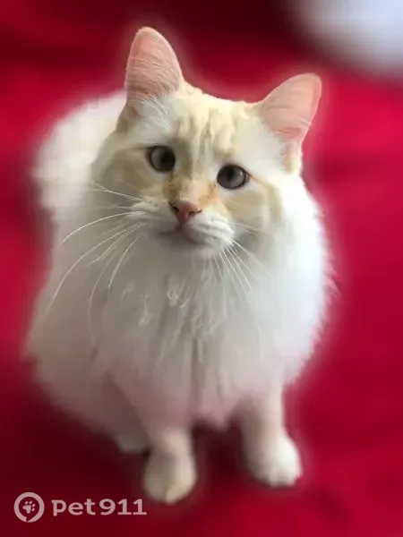 Lost male cat, North Main Street, 9535, Kansas City — named Dorito, blue crossed eyes - photo