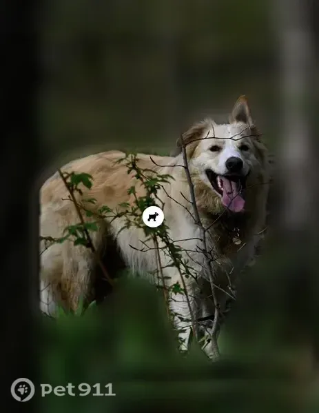 Lost dog, Maple City, Michigan, Arlington — 70-lb blonde border collie - photo