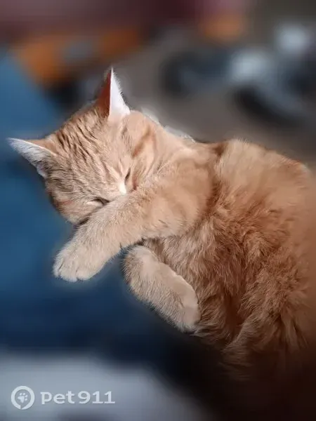 Lost cat, Kari Lane, 100, Brainerd — orange male named Oppi - photo