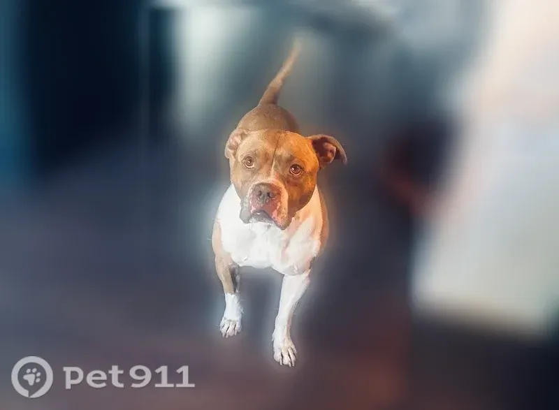 Lost dog, male, Princeton Avenue, 4506, Philadelphia — large brown spot on his neck - photo