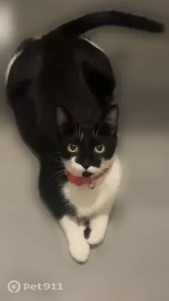 Lost female cat, Pacific Highway South, 25006, Kent — black-and-white with pink collar - photo