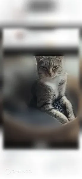 Lost cat, Bellevue Way Northeast, 40, Bellevue — female tabby with white paws - photo