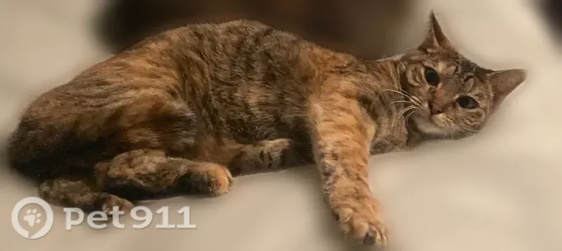Lost cat, Westheimer Road, 8505, Houston — spayed female with a grey-orange coat - photo