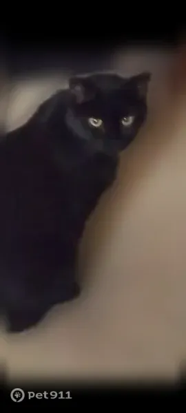 Lost male cat, Tripps Avenue, Lebanon — black shorthair with medium yellow eyes - photo