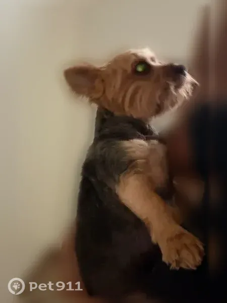 Lost dog, Riparian Road, 6581, Atlantis, West Palm Beach — male with a nose mark - photo