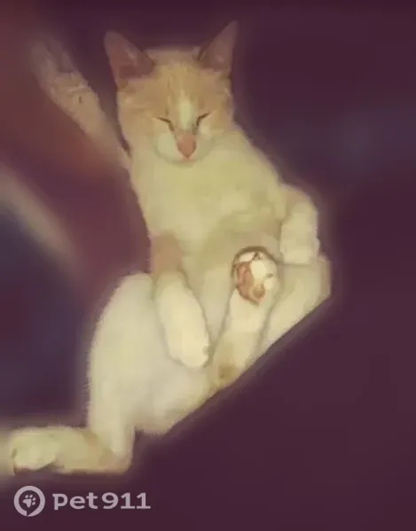 Lost cat, Palermo Drive, 240, San Marcos — male Manx named Trooper - photo