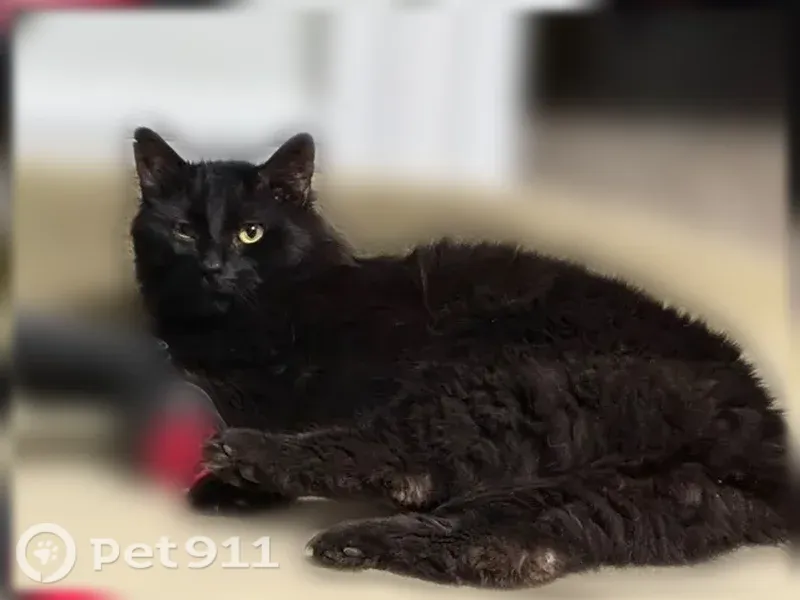 Lost cat, Oak Avenue, 156, Torrington, Cambridge — male with bright gold eyes - photo