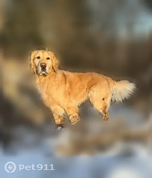 Lost dog, Highway 120, 1438, Ely, Two Harbors — female golden retriever with red collar - photo