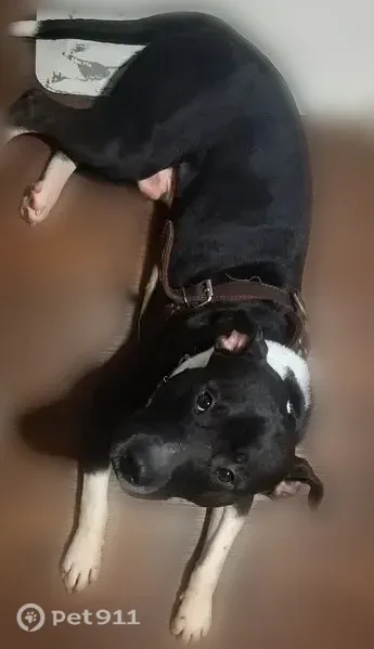 Lost dog, male, East 5th Street, 3303, Dayton — injured and playful - photo