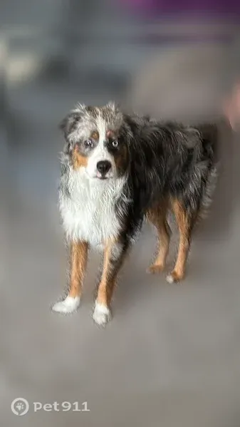 Lost male dog, Nevada City, California, Chico — Mini Aussie blue merle - photo