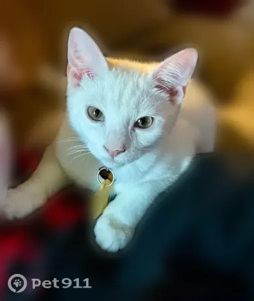 Lost cat, Fallen Leaf Lane, 503, Temple — large white female with pink ears - photo