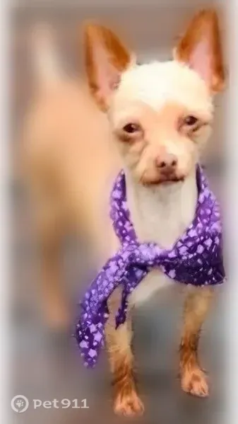 Lost female dog, South 5th Street, 217, Girard, Girard — small with pointy ears - photo