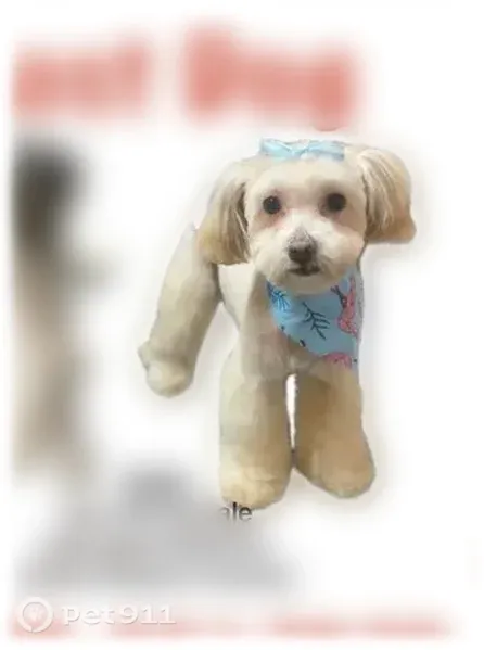 Lost dog, Shannon Circle, 11121, Bonanza — female with a blonde coat - photo