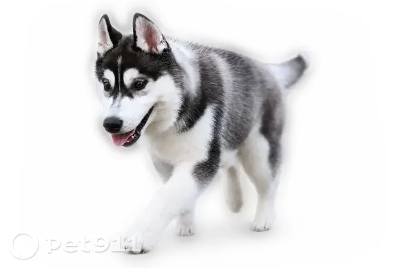 Lost dog, Settlement Drive, 3411, Round Rock, Round Rock — black-and-white male - photo