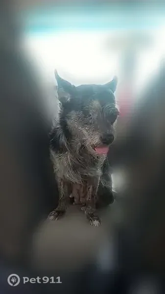 Lost female dog, Morse Street, 905, Tylertown — one eye - photo