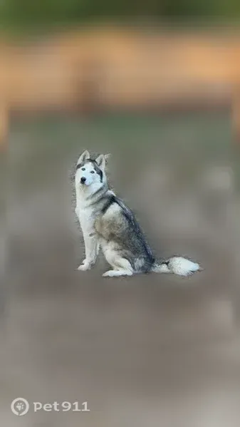 Lost dog, female, Dublin Boulevard, 3920, Colorado Springs — skittish but sweet - photo
