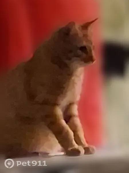 Lost male cat, Southeast 21st Avenue, 2103, Mineral Wells — orange striped - photo
