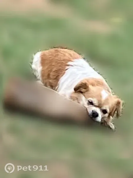 Lost dog, male, Avenue U, 8156, Lubbock — 10-pound Shih Tzu and Chihuahua mix - photo