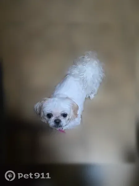 Lost female dog, Architect Drive, Chesterton, Chicago — white, old, partially blind - photo