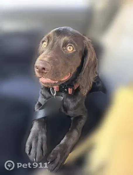 Lost female dog, North Market Street, 1843, Jacksonville — brown coat with hazel eyes - photo
