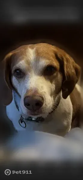 Lost dog, Oak Hill — male with a collar and black and brown spots - photo