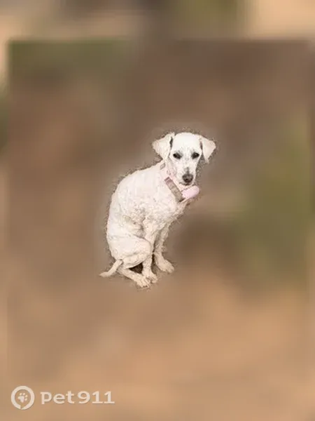 Lost female dog, 850 North, 486, Springville — sweet and hard of hearing - photo