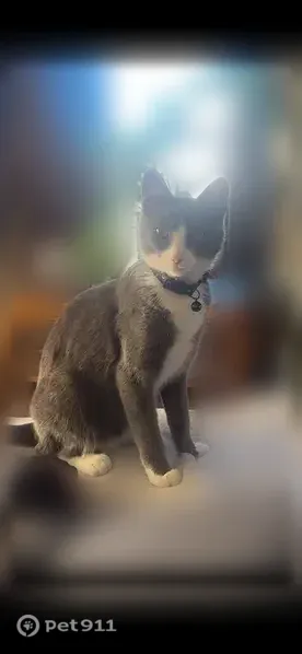 Lost cat, Fife Street, 415, Henderson — female with green/yellow eyes - photo