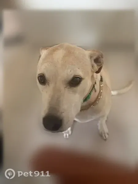 Lost female dog, South 5th Street, 2207, Austin — older blond pit bull/Lab mix with a white neck mark - photo