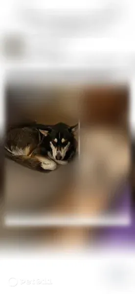 Lost Dog, Waco — wearing a red collar with rabies and identification tags - photo
