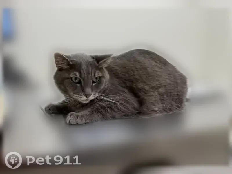 Lost cat, Jones Valley Circle, 31, Baltimore, Pikesville — male silver tabby - photo