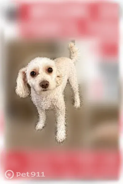 Lost dog, Crestdale Drive, 1, Houston — white female, responds to Sandi - photo