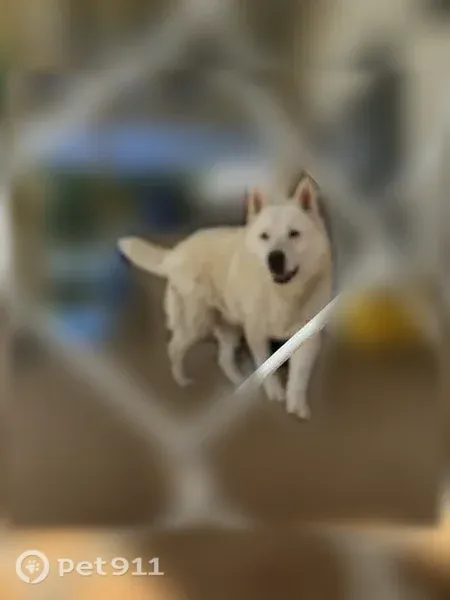 Lost dog, Oak Grove Rd, 2749, Hattiesburg — friendly male Husky-German Shepherd - photo