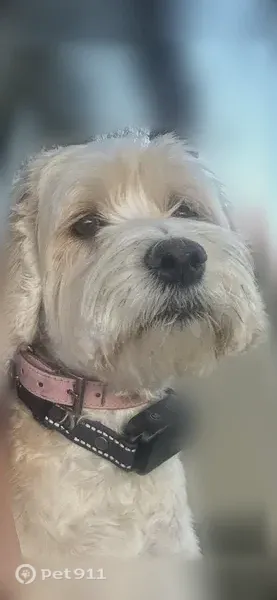 Lost dog, North 68th Avenue, 22511, Glendale — female, white, microchipped - photo