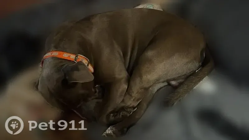 Lost dog, Rock Mills, Alabama — male blue Stafford pit with white feet - photo